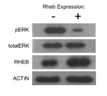 Western blot showing levels of RHEB.jpg
